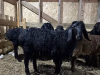 Widder, Baerchuke sheep — Foto 1