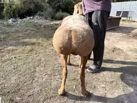 Schaf, Arashan sheep — Foto 2