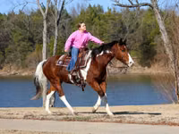 Horse (M), National Show Horse — photo 3