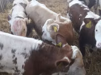 Cattle (batch, sex not specified), Simmental cattle — photo 1