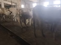 गाय, गोलस्टीन नस्ल — फ़ोटो 6
