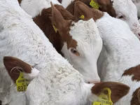 Rinder (Partie, Geschlecht nicht angegeben), Simmental cattle — Foto 2