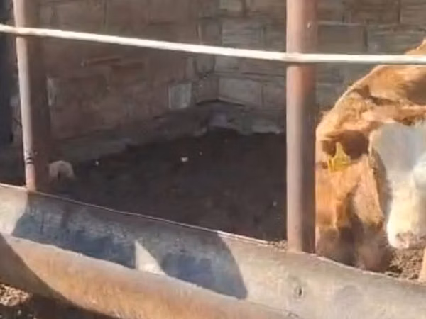 بقرة, Simmental cattle