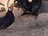 Bantam — Foto 2