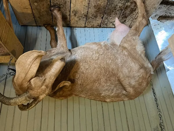Cabra, Saanen goat