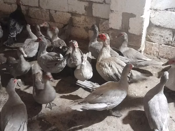 Ducks