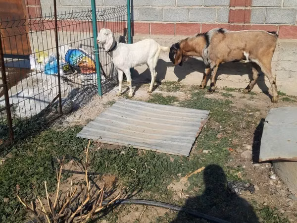 Cabra, Cabras