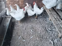 Leghorn — Foto 1