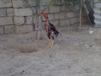 Chickens — फ़ोटो 3