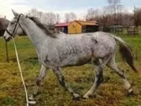 Hengst, Oldenburg horse — Foto 1