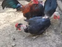 Chickens — फ़ोटो 4