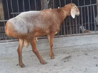 Ram, Saryarka sheep — photo 3