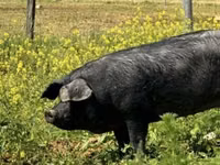 Pigs (batch, sex not specified) — photo 1