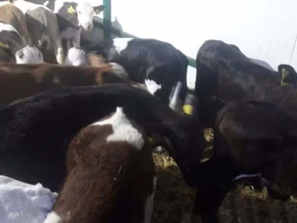 公牛, Limousin cow