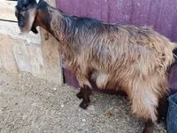 Billy Goat, Goats — photo 5