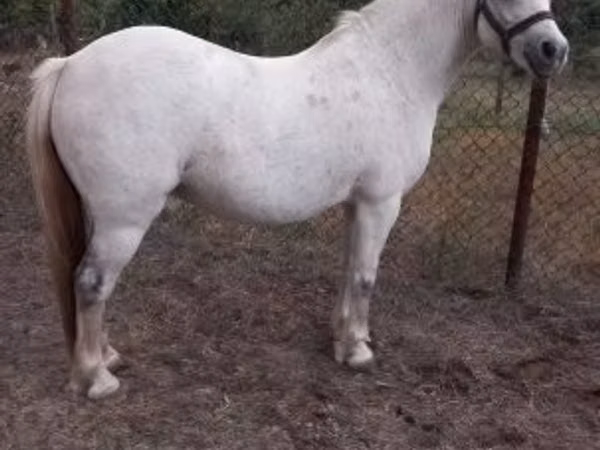 Mare, Falabella