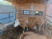 بقرة, French Simmental cattle — الصورة 1