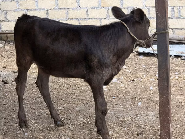 Cow, Cattle