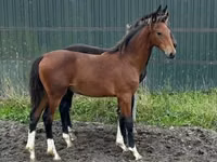 Mare, Dutch warmblood horse — photo 2