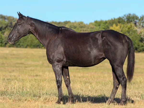 فرس, Quarter Horse
