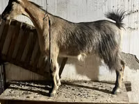 Goat, Alpine goat — photo 3