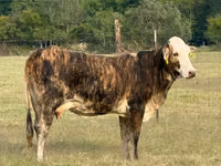 गाय, ब्राफोर्ड — फ़ोटो 5