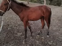 Caballo, Caballos — foto 3