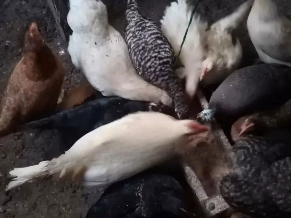 Shamo chickens