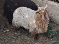 Sheep, Racka sheep — photo 2