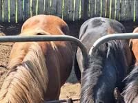 Caballo, Russian Heavy Draft — foto 3