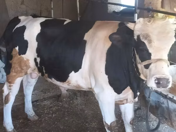 सांड, Russian Black pied cattle