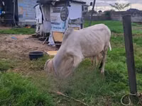 Cow, Brahman — photo 1