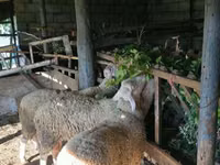 كبش, Baerchuke sheep — الصورة 4