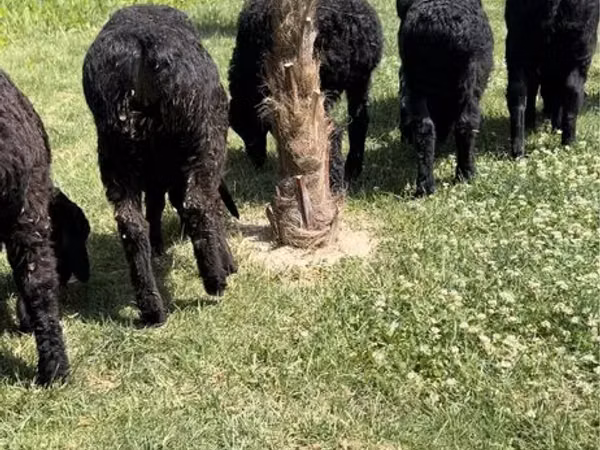 Sheep (batch, sex not specified), Sheep