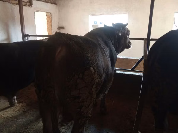 Bull, Aberdeen-Angus