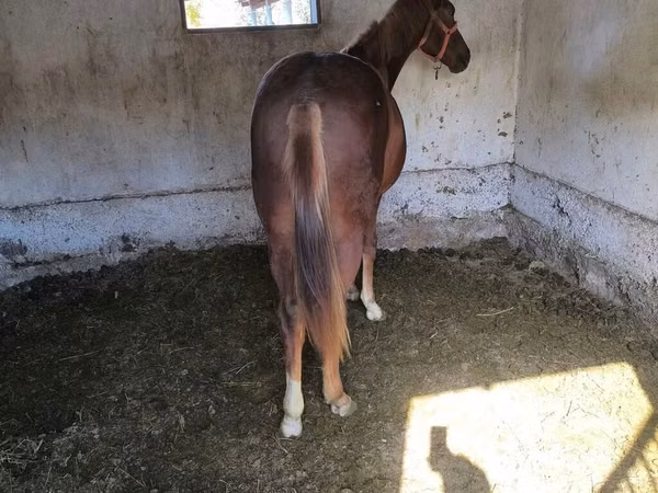 घोड़ा, Thoroughbred horse