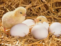 Premixuri pentru animale şi păsări — الصورة 2