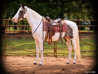 公马, National Show Horse — 照片 1