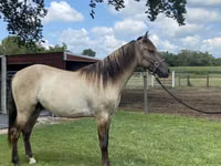 Hengst, Rocky Mountain Horse — Foto 4