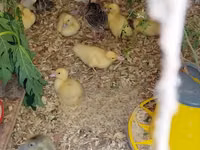 pato criollo doméstico — foto 1