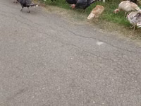 Turkeys — 照片 1