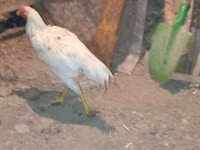 Chickens — 照片 4