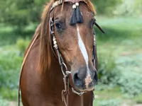 Stute, Quarter Horse — Foto 8