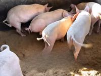 Pigs (batch, sex not specified), Pigs — photo 3