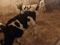 Toro, Russian Black pied cattle — foto 7