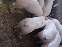 Pigs (batch, sex not specified) — photo 3