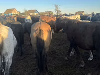 घोड़ा, Mugalzhar horse — फ़ोटो 2