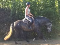 Hengst, Andalusian horse — Foto 2
