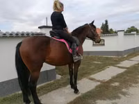 فرس, Hungarian horse breed — الصورة 4