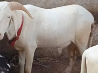 Ram, Sheep — photo 2